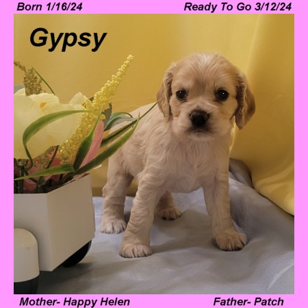 puppy, for, sale, Cocker Spaniel, Joe & Cherri  Overlease, dog, breeder, Miller, MO, dog-breeder, puppy-for-sale, forsale, nearby, find, puppyfind, locator, puppylocator, aca